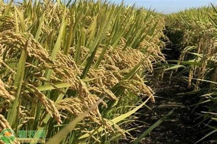 水稻田败子草用什么除草剂？