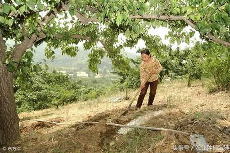 大樱桃树秋季施什么肥最好