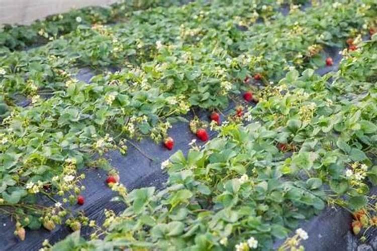 硅肥的施用方法？