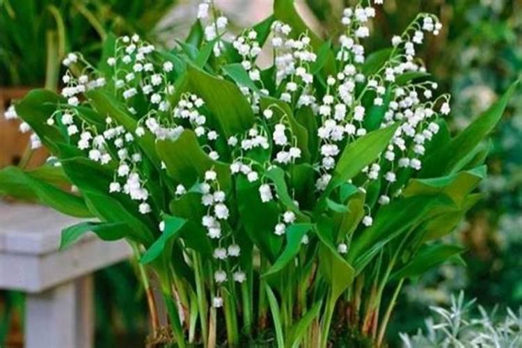 铃兰花的养殖方法和注意事项