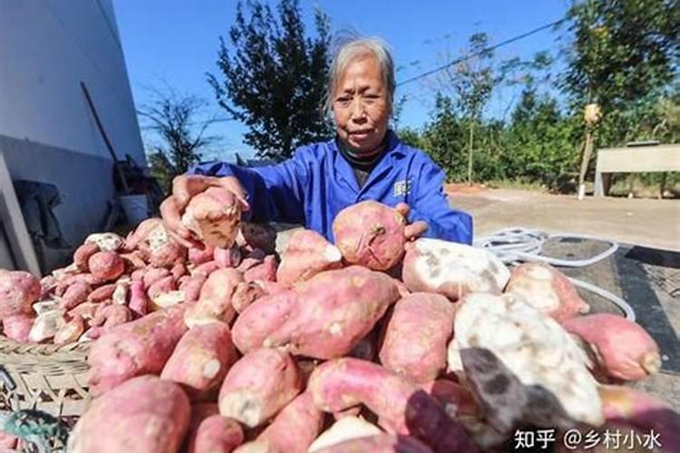 大棚香瓜如合用肥