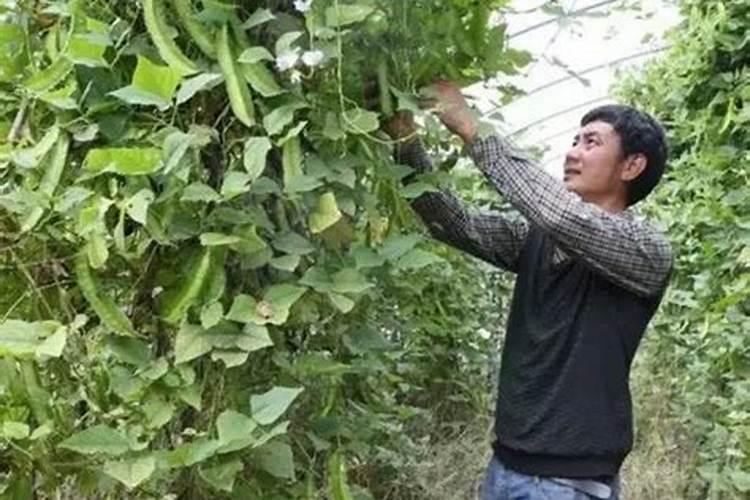 我的玉米五叶期时被水淹后下面叶片发黄怎么办？