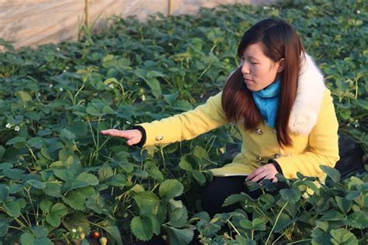 开花结果时施什么肥