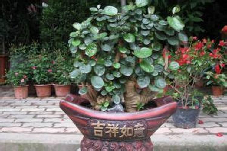 金钱兜的养殖方法和注意事项