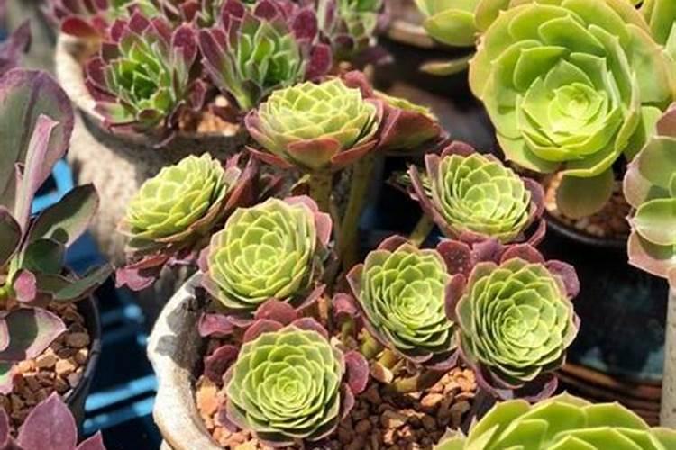 多肉植物需要什么肥料 施肥的方法是什么