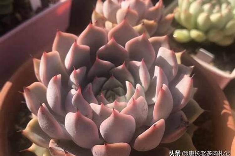 秋天多肉怎么养才能更旺盛