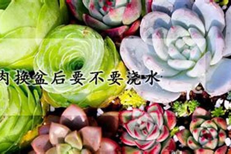 秋天多肉怎么养才能更旺盛,除了浇水晒太阳喂肥还可以撸叶子