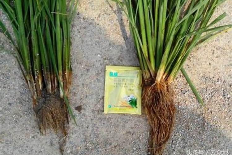 芸苔素内酯使用于水稻时候需要注意什么？