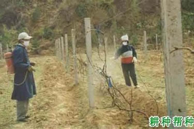 葡萄喷叶面肥还要浇水