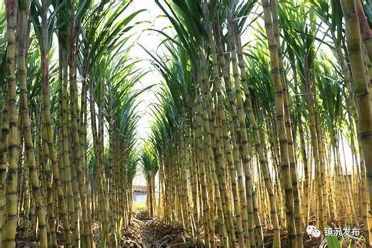 甘蔗拔节期最好使用什么肥