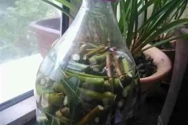 月季用什么肥花苞大？