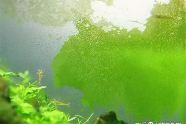 鱼缸石头变绿不长藻是什么原因啊？