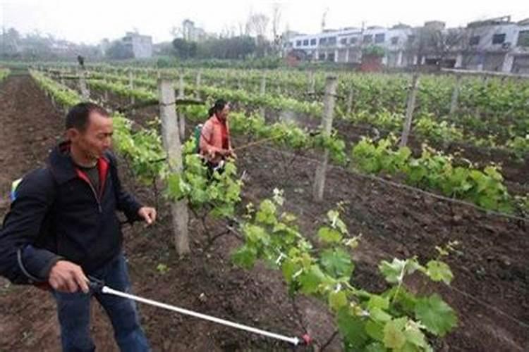 葡萄种植如何施肥？