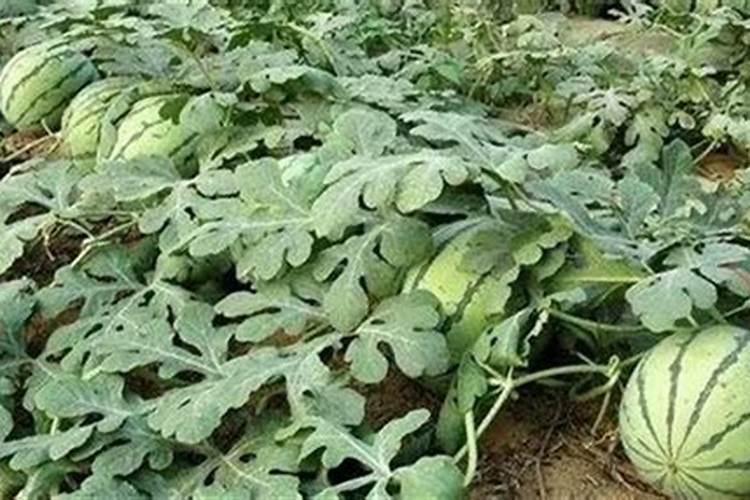 5%葡萄糖溶液1000ml中最多能加入10%氯化钾多少毫升(求过程)
