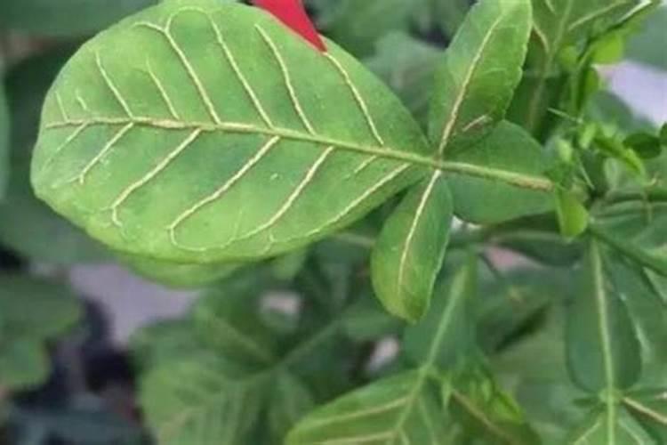 香蕉树用什么肥料最好？