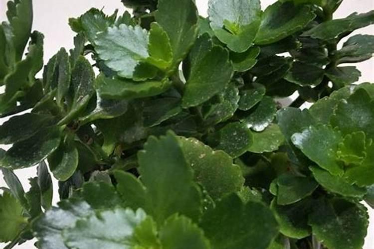 多肉植物用什么肥料养比例是多少