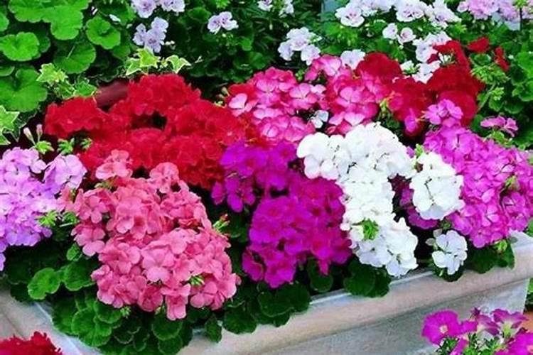 长寿花需要什么肥料