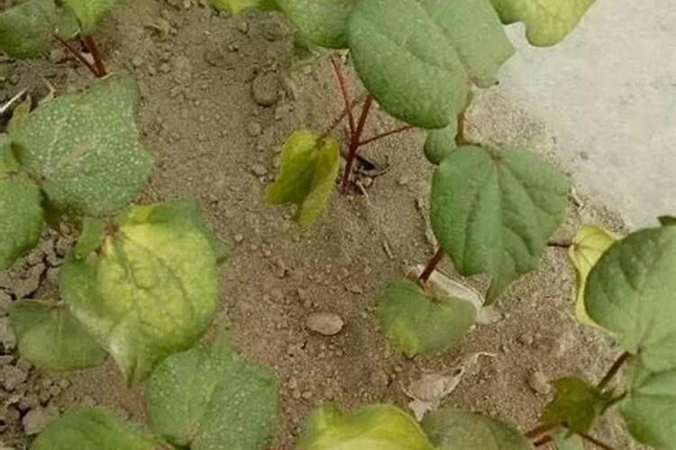 打完叶面肥多久可以打除草剂