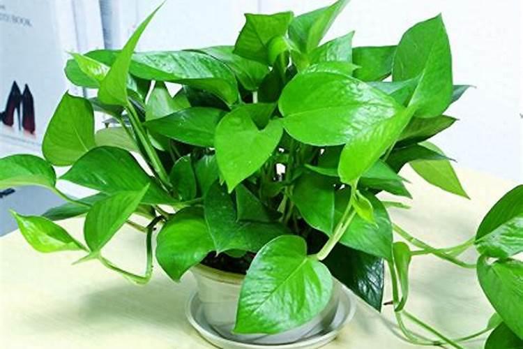 磷矿粉溶于水吗