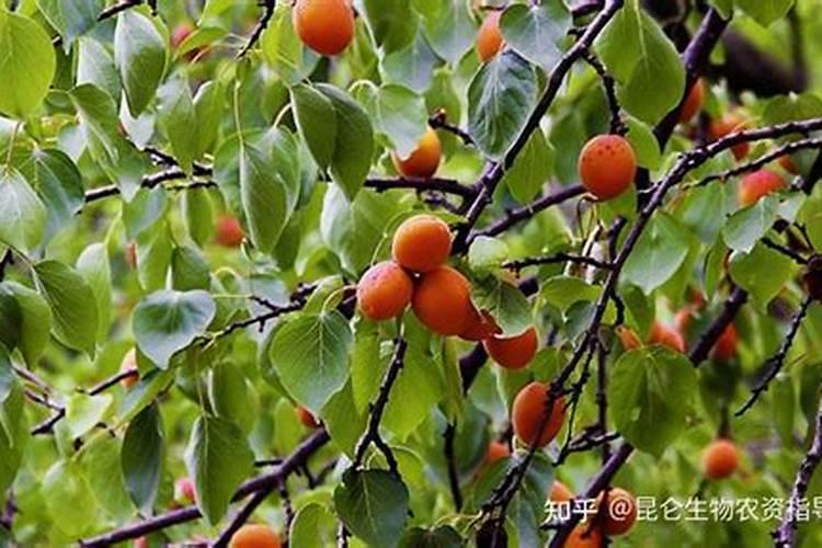 大棚杏树结果有花生米大能喷什么叶面肥？