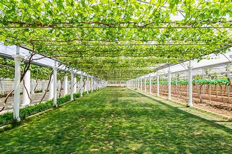 葡萄施肥用什么肥料 葡萄施肥用哪些肥料