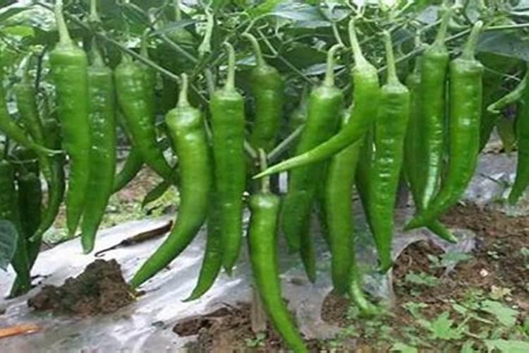 辣椒种植怎样用水溶肥