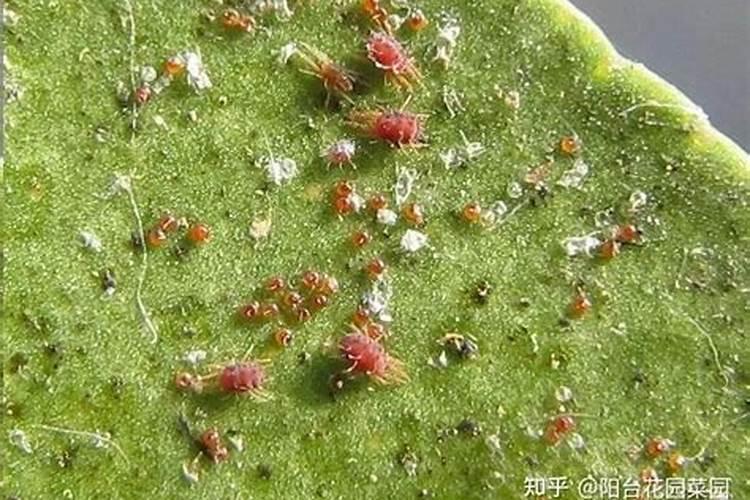 红蜘蛛用药方法不对,越防治越多,为啥