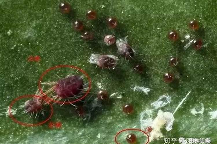 我家的苹果树闹红蜘蛛,叶孑变色了用不用打点叶面肥用什么？