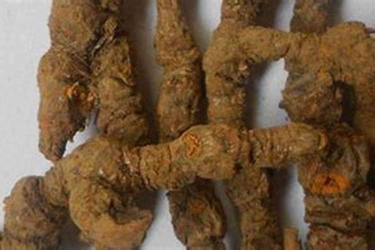 黄连休眠期有多长？如何打破黄连的休眠期