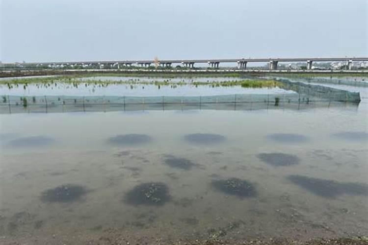 夏季河蟹爬坡死了怎么回事
