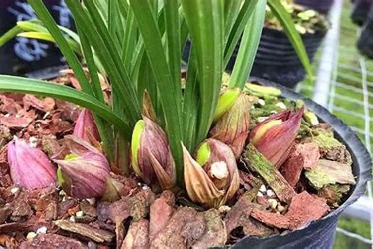 兰花什么时候施氮磷钾？
