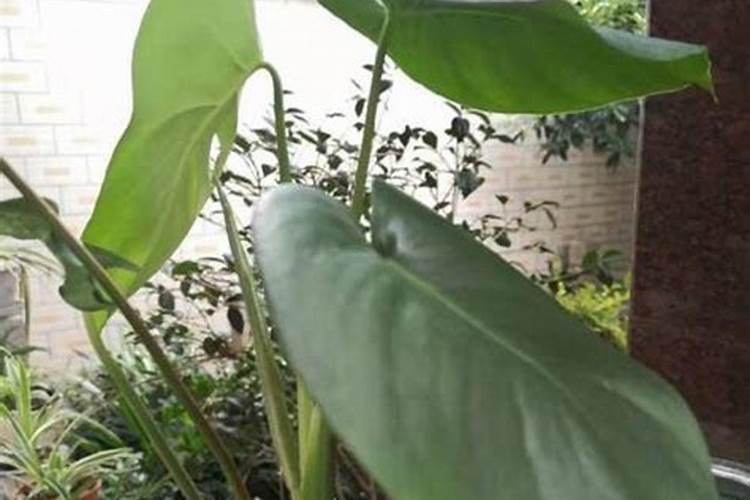 兰花开花后怎么养护