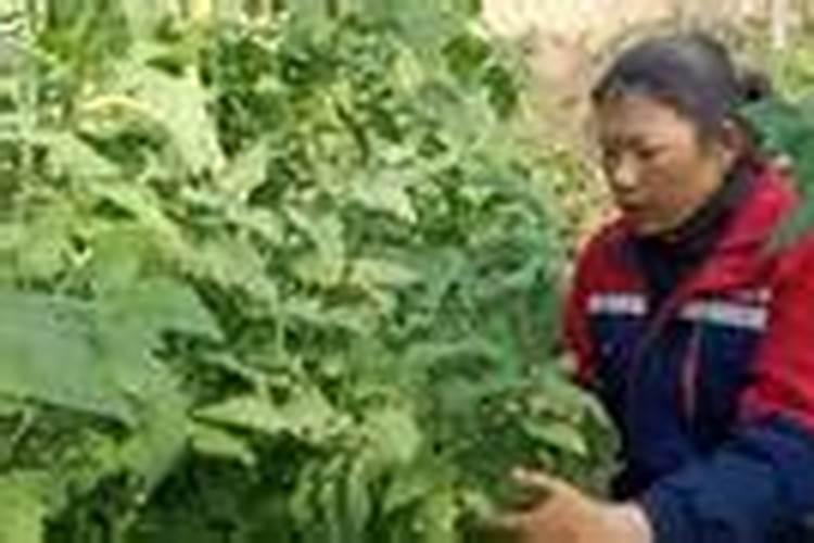 辣椒苗怎样浇水和施肥 辣椒养殖需要注意什么