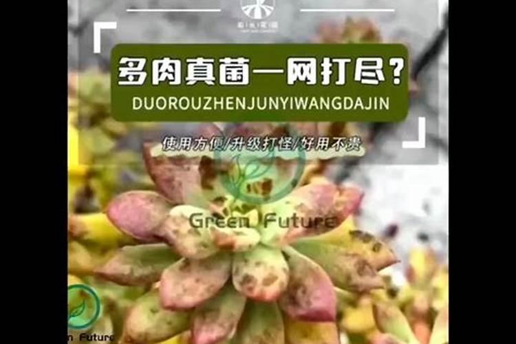 猕猴桃为什么不开花不结果,猕猴桃树不结果什么原因