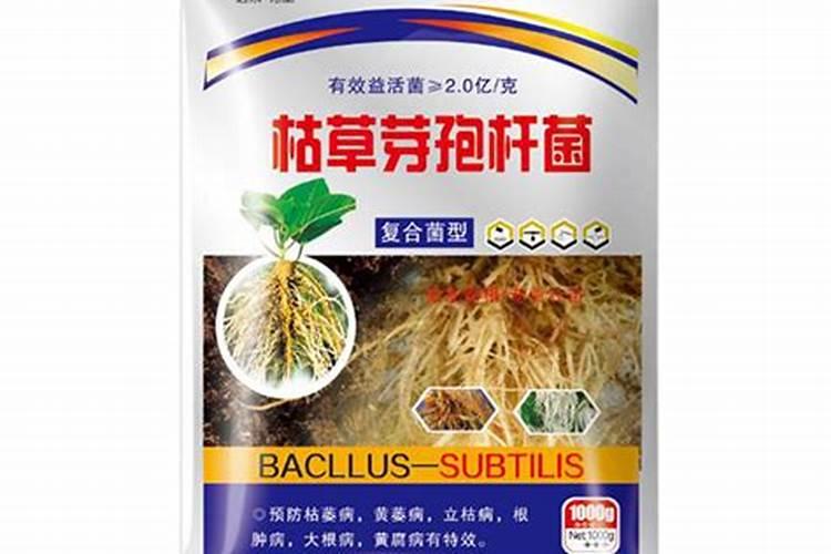 小麦茎腐病用什么药治疗最好