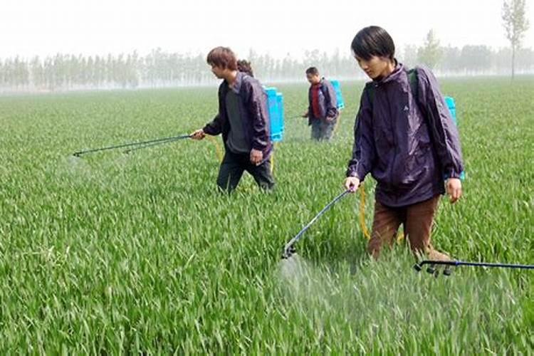 双色三角梅价格多少钱一棵？双色三角梅种植技术介绍