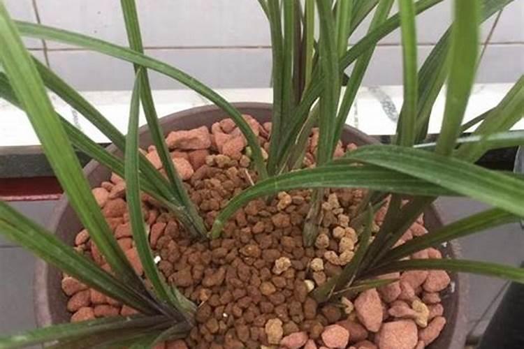 金边吊兰叶尖干枯怎么办