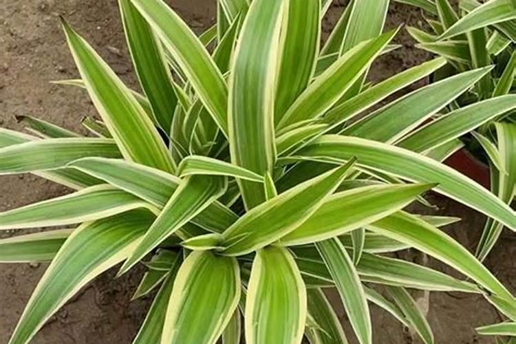 叶尖发黄是怎么回事