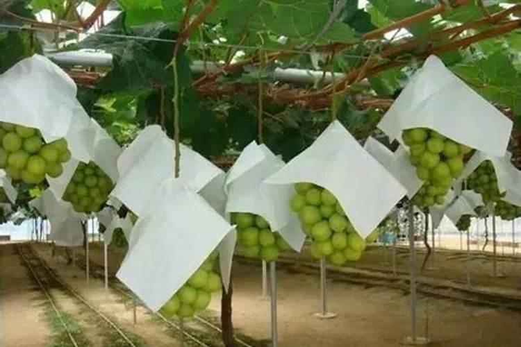 中微量元素肥料正确使用方法