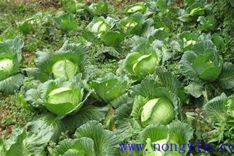 甘蓝菜的施肥方法