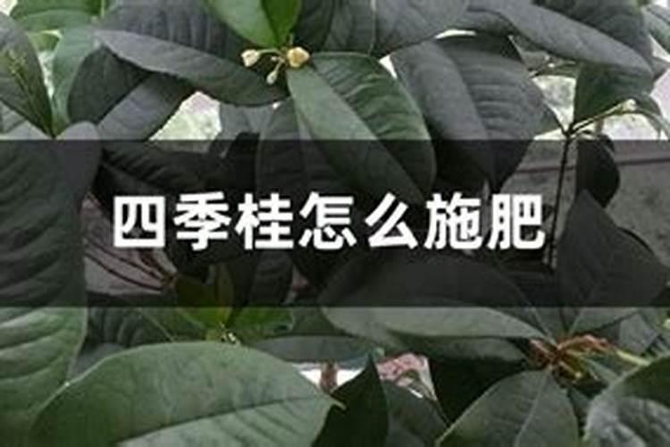 四季桂怎么施肥