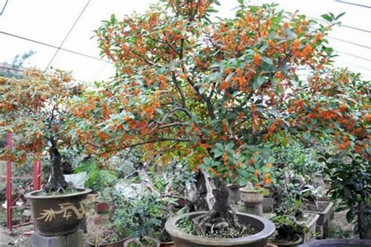 四季桂花用什么肥料最好  四季桂开花时能施肥吗