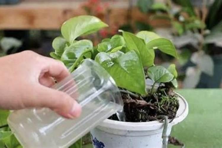 什么可以当做养花的肥料;养花的氮肥有哪些