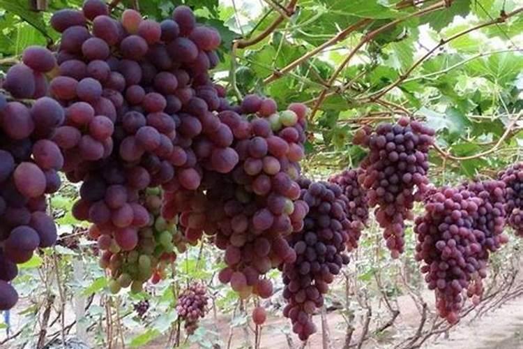葡萄用硼肥每亩三公斤会中毒