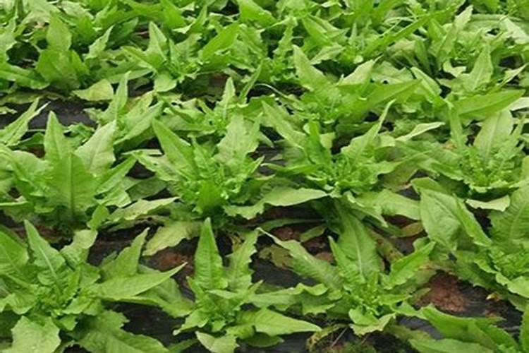 油麦菜高产栽培技术