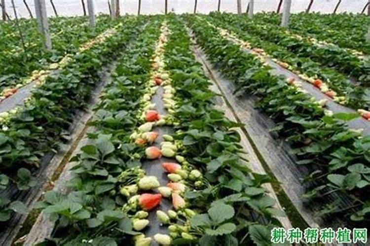 草莓高钾肥的使用方法