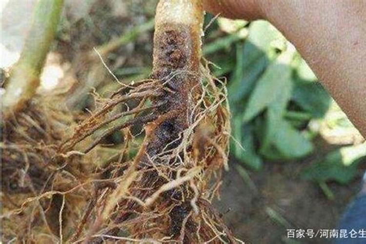 黄瓜黄叶病的防治方法