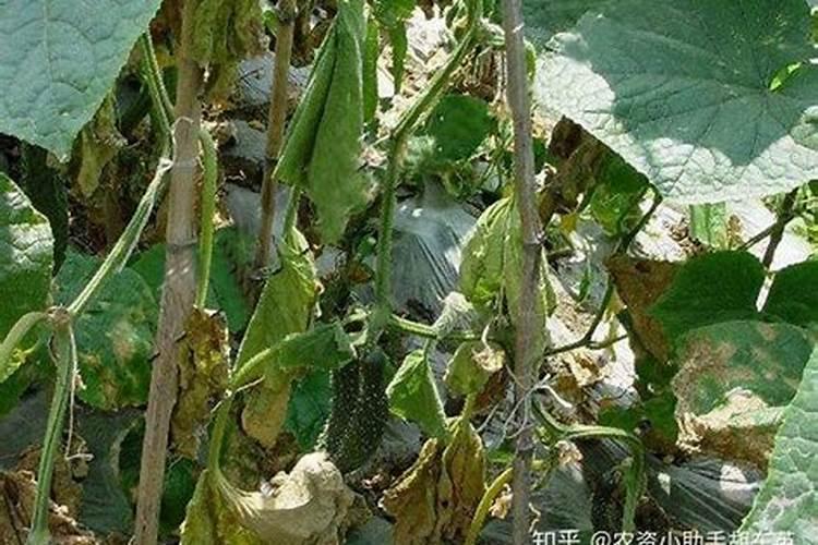 黄腐酸钾是什么肥料,附黄腐酸钾的功效及使用方法