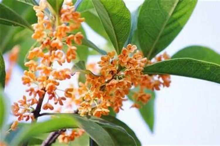 桂花树施什么肥合适