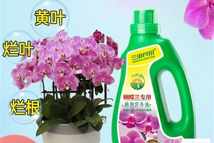 蝴蝶兰用什么养护花箭花朵蹭蹭冒